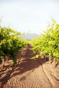 Grape vines